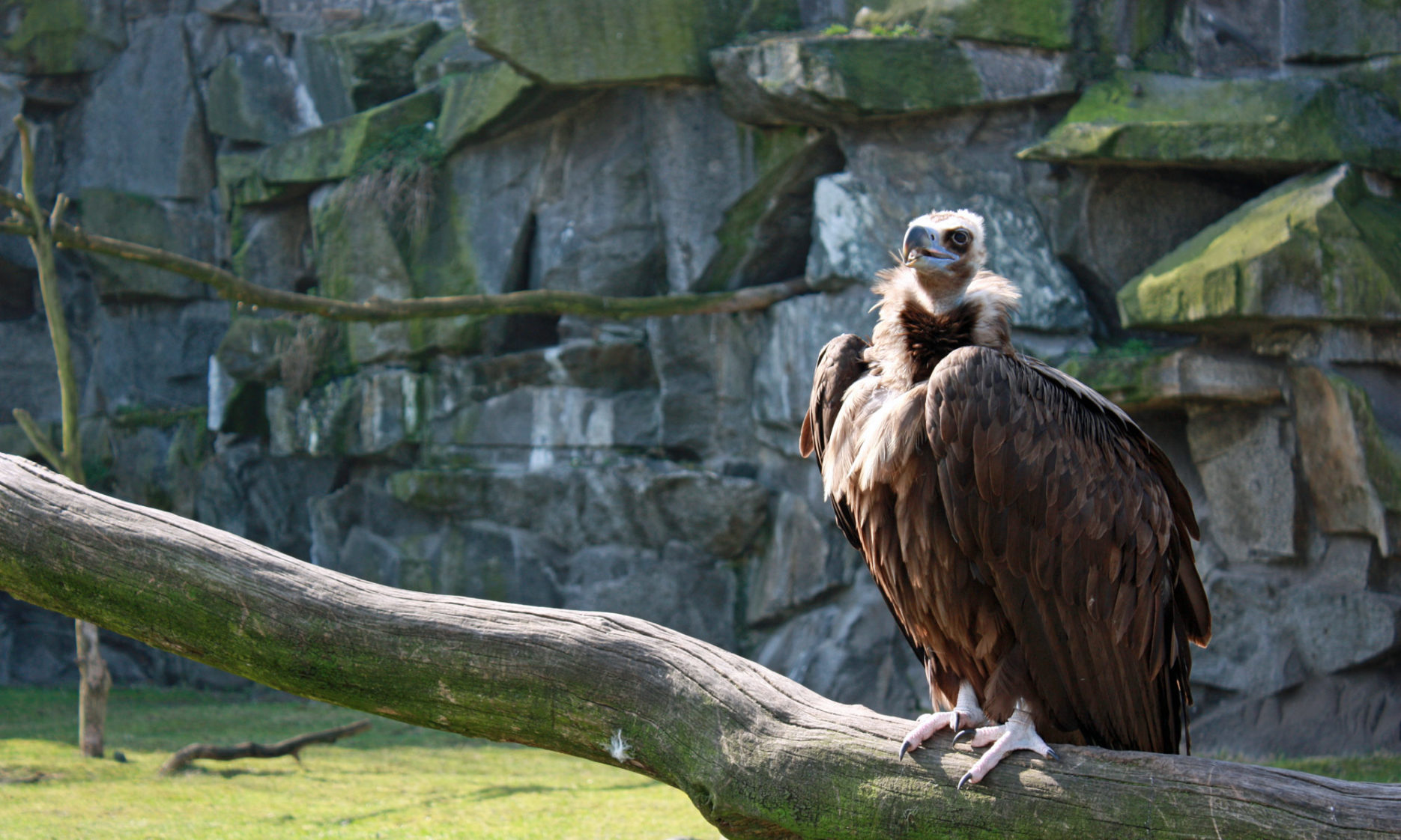 Geier im Tierpark Berlin-Friedrichsfelde